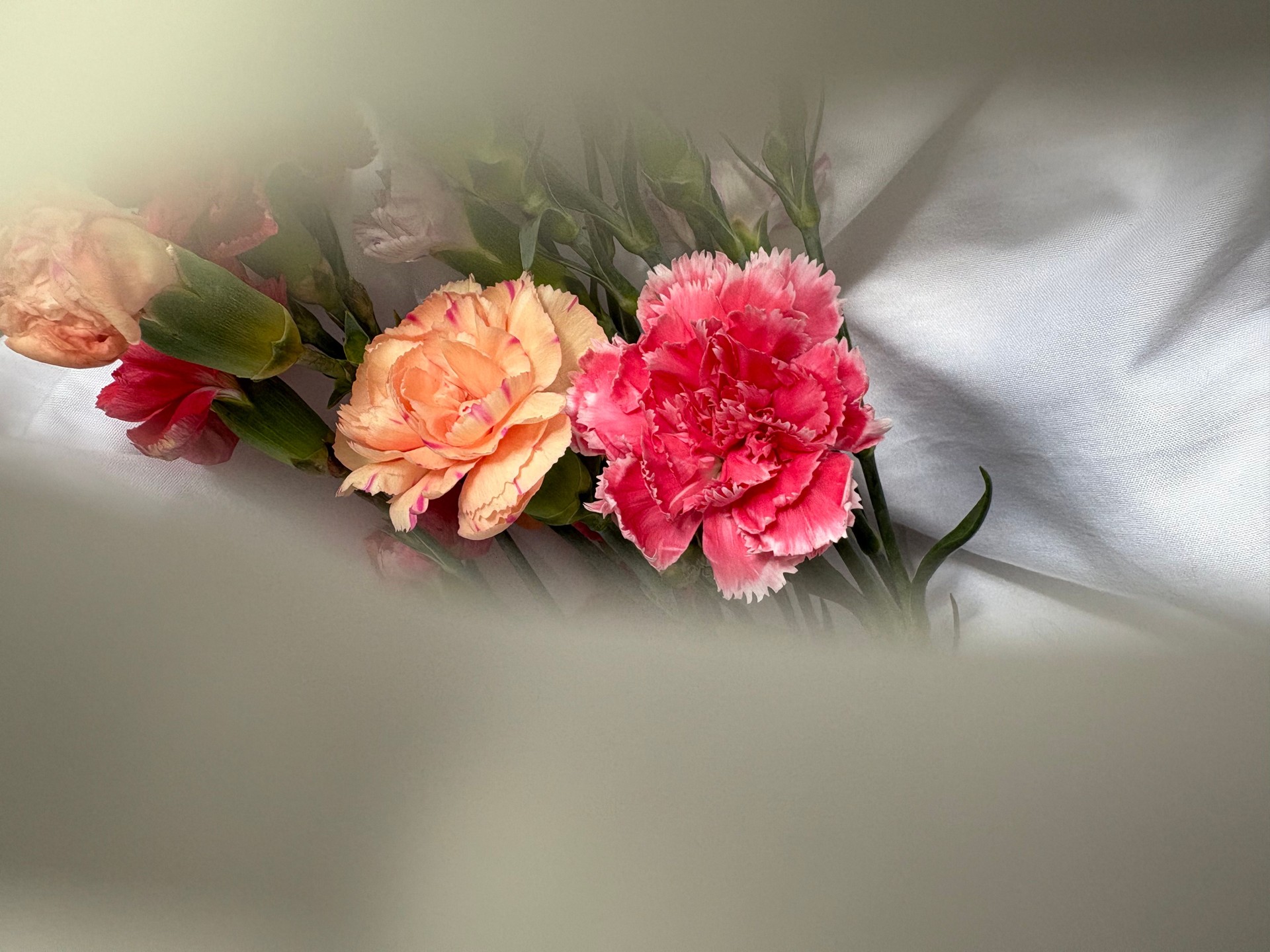 Soft Pink Carnations with Morning Dew