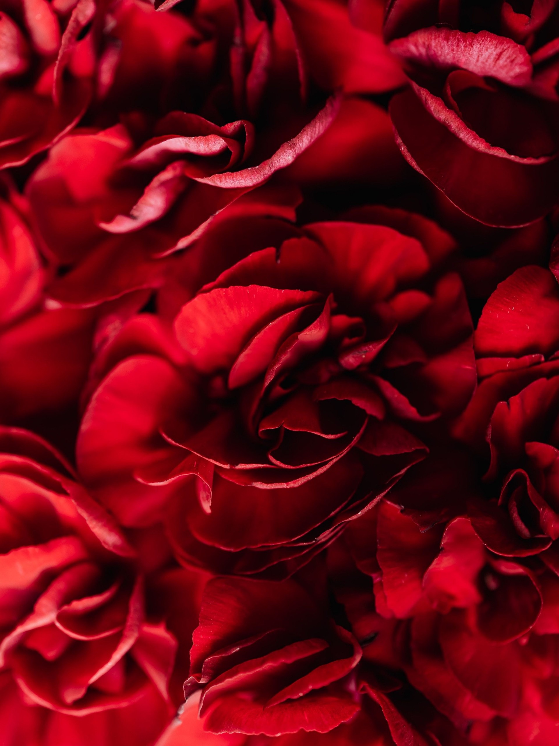 Full Frame Shot Of Red Rose
