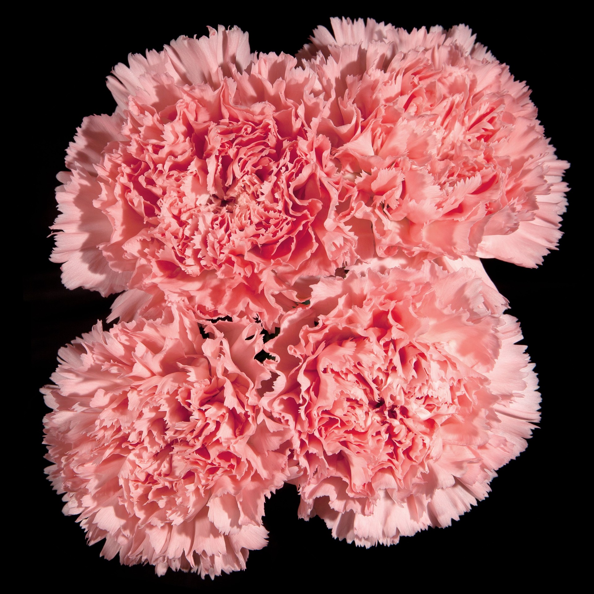 Pink carnation flowers isolated on black background