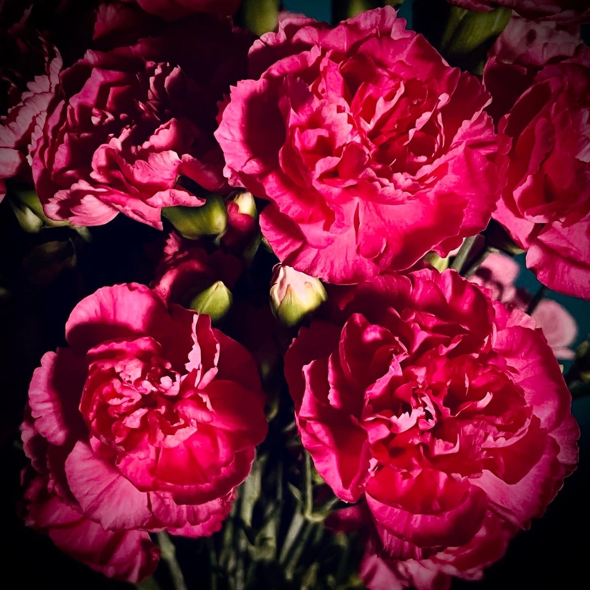 Carnations